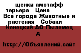 щенки амстафф терьера › Цена ­ 30 000 - Все города Животные и растения » Собаки   . Ненецкий АО,Пылемец д.